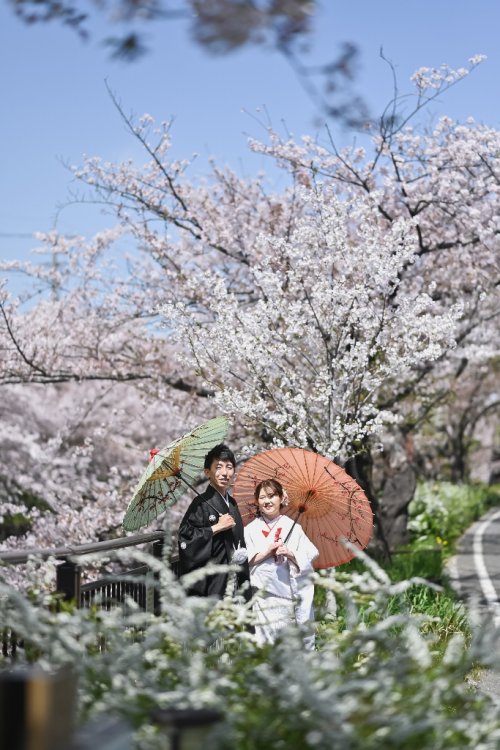 東山荘の和装桜ロケ
