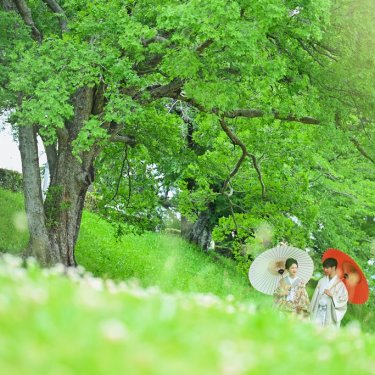 目が眩むほど鮮やかな緑に包まれた素敵な結婚写真はいかが