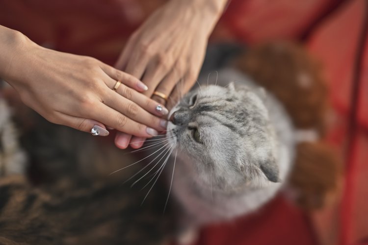 においが気になるようす