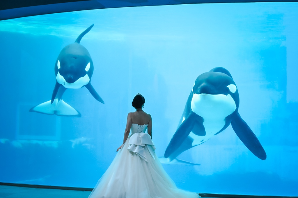 大好きなシャチと一緒に♡夢が叶った名古屋港水族館での撮影