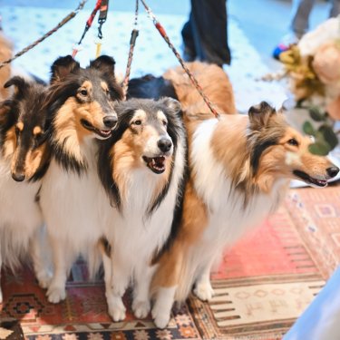 愛犬と撮影