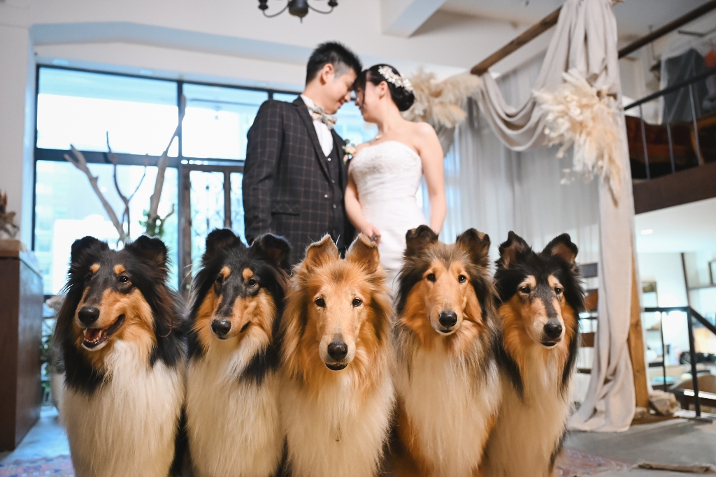 ウェディングドレスの花嫁と愛犬が一緒に写っているほっこりした写真